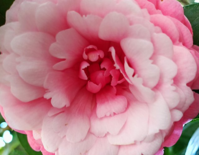 Japanese Camellia.jpg