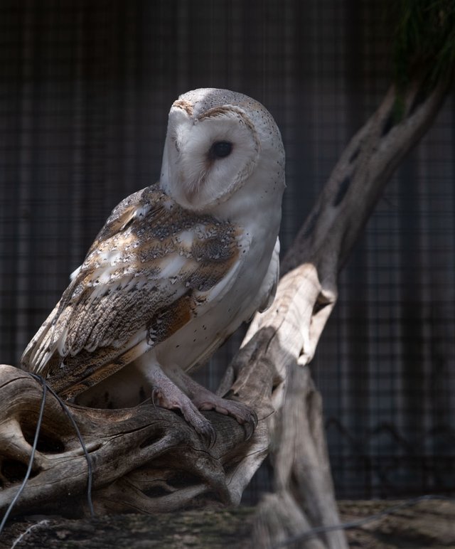 Barn Owl (1 of 1).JPG