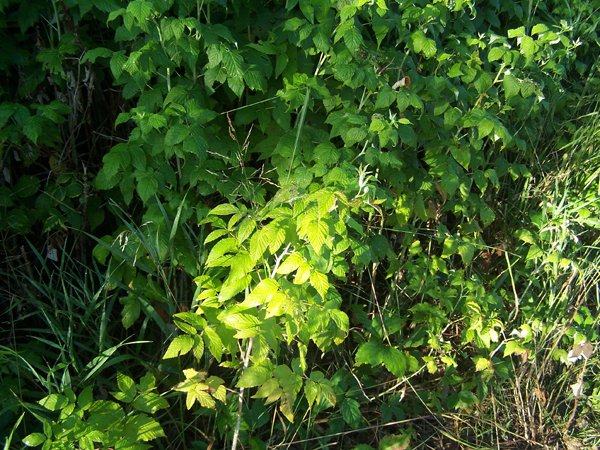 Driveway - raspberry leaves crop August 2019.jpg