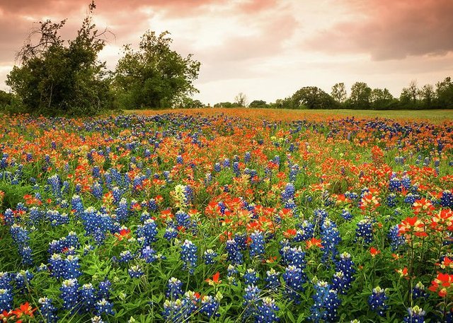 Wildflowers.jpg