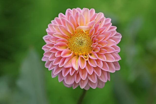 1200px-Dahlia_x_hybrida.jpg