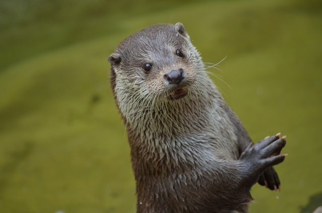 otter-365370_1920.jpg