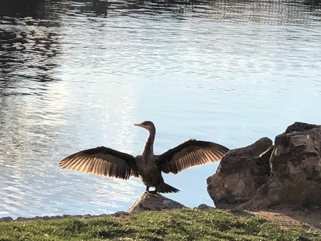 bird posing.jpg