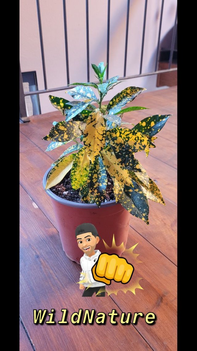 Croton.jpg