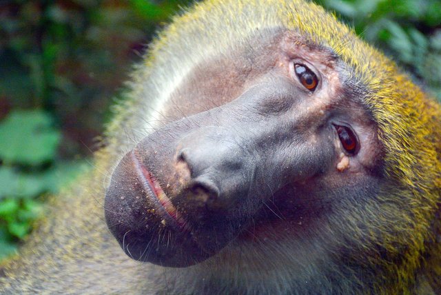 baboon-2771470_1920.jpg