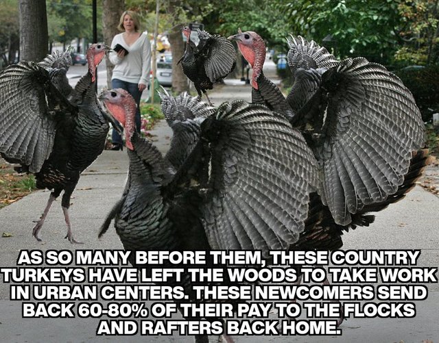 turkey_population_migration.jpg