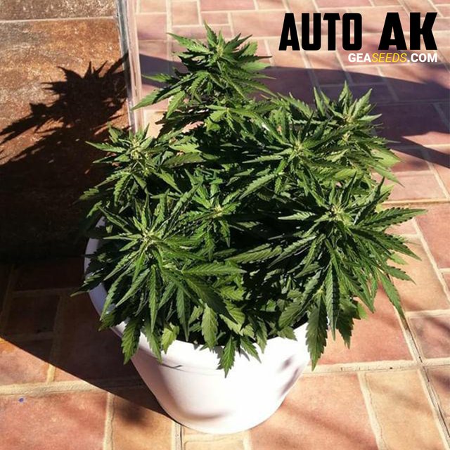 autoak10.jpg