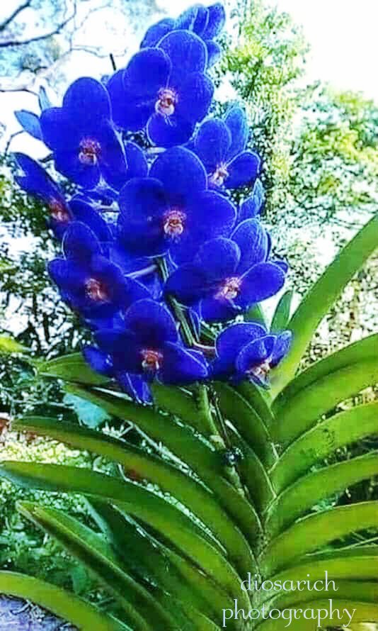 orchid blue vanda1A.jpg