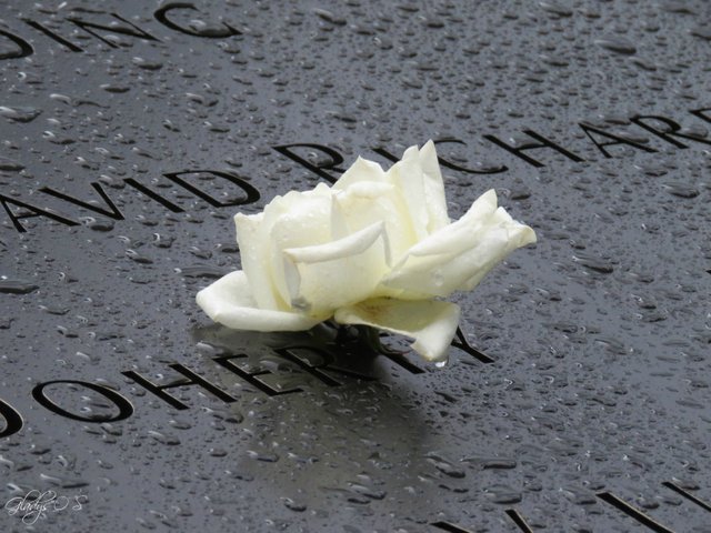 rosa en el monumento 911.jpg