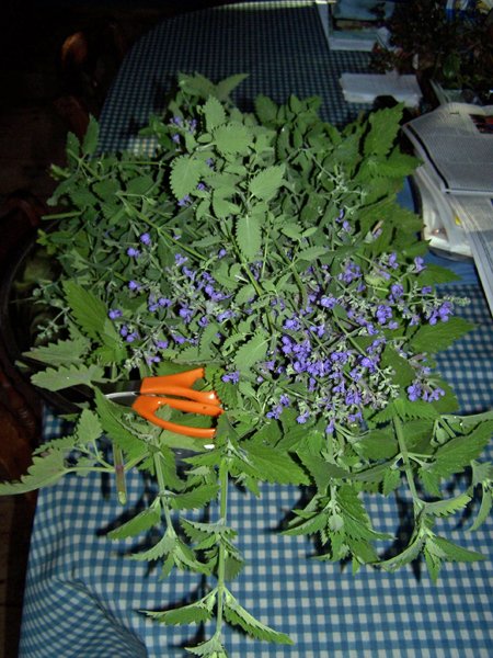 Catmint and catnip for dehydrator2 crop June 2018.jpg