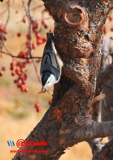 White-breasted Nuthatch PFW31.jpg