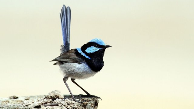 Aves Passeriformes Maluridae Malurus cyaneus n1 Superb Fairywren Narawntapu 2017-11-01.jpg