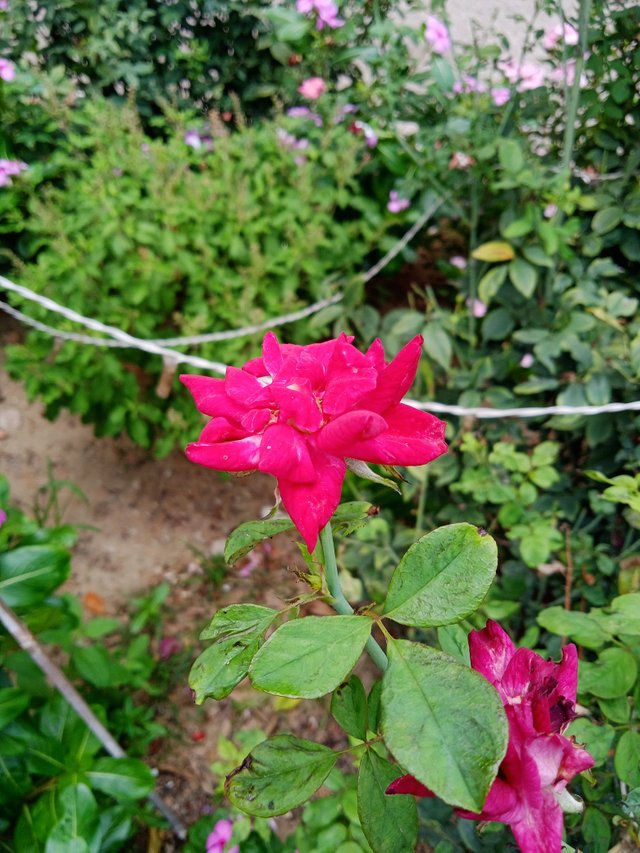 IMG_20250430_133532.jpg