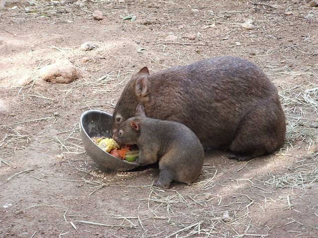 wombat-250858__480.jpg