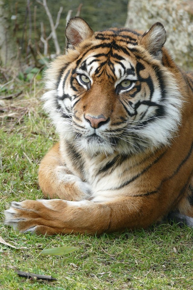 tiger-2118401_1280.jpg