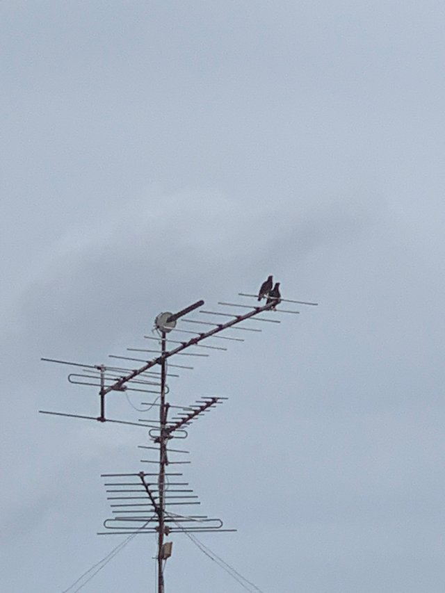 birds3.jpg