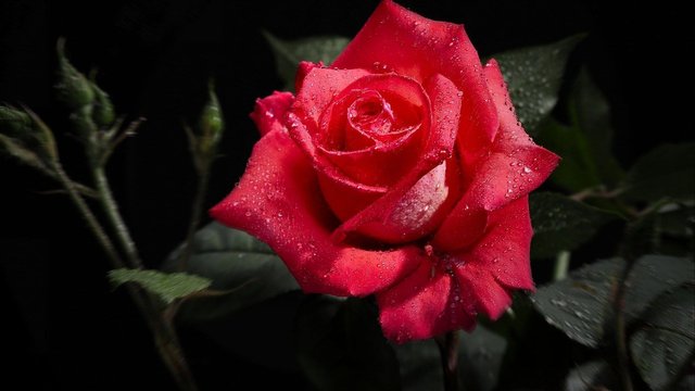 Red rose.jpg