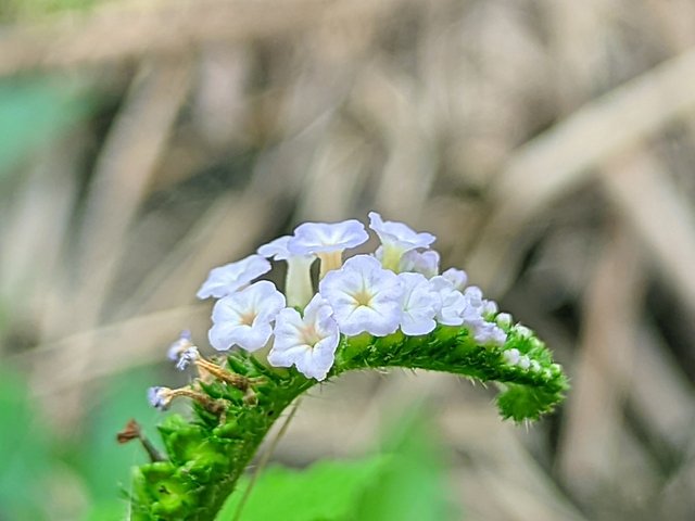 RIYAN_20240902_123251_🦋Macro Bee pro.PORTRAIT.jpg