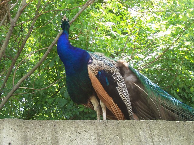 peacock 1.JPG