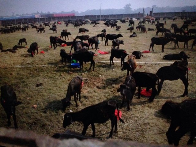 Gadhimai.jpg