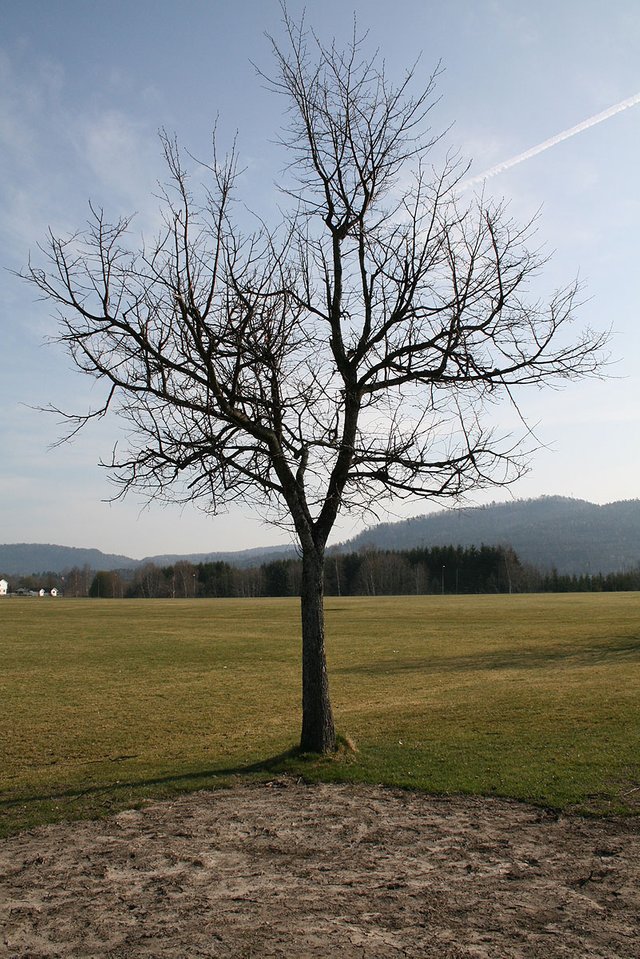 Tree_without_leaves_2.jpg