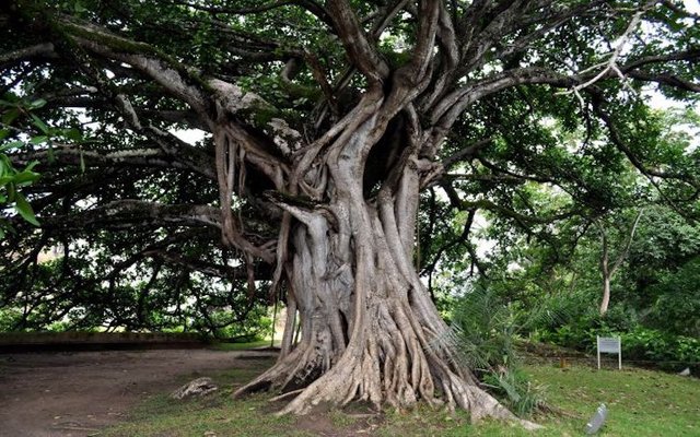 old-big-tree-with-big-roots-725x482.jpg