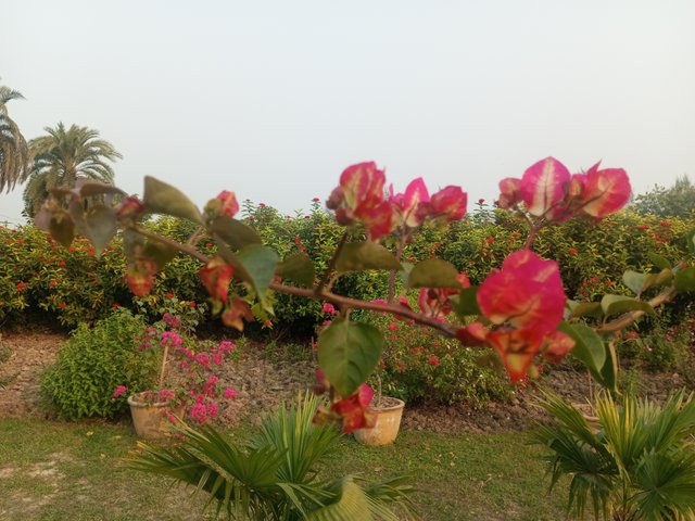 IMG_20231121_155400_114.jpg