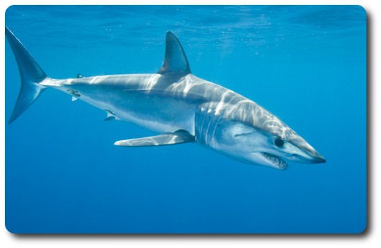 mako-shark-facts.jpg