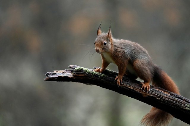 red-squirrel-g0bd3254d1_1280.jpg