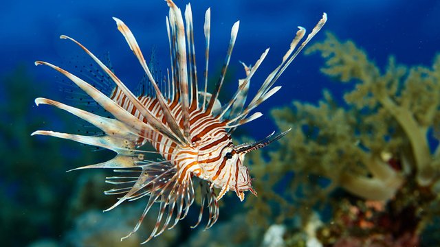 lionfish.jpg