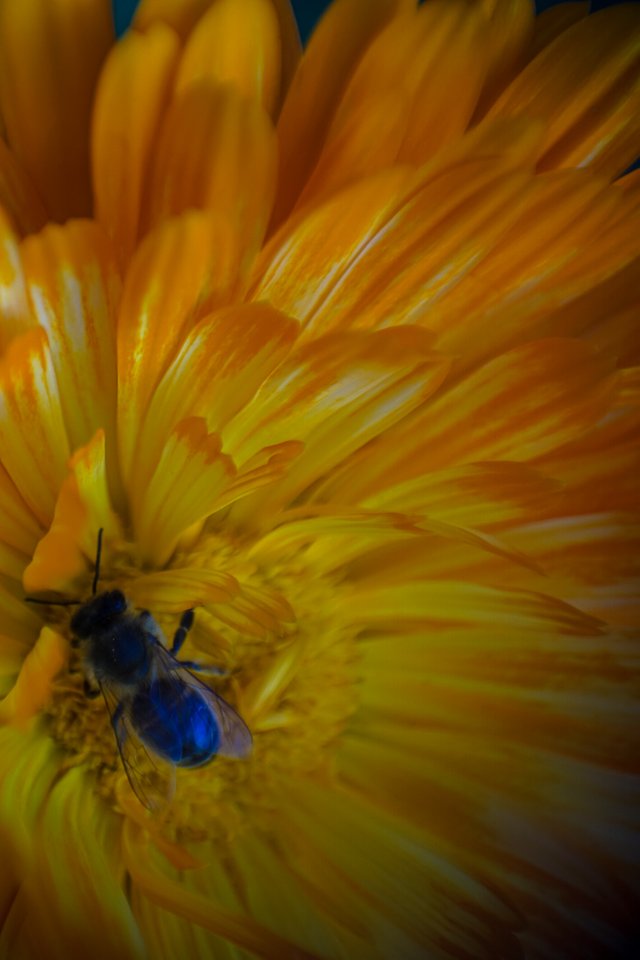 18-07-2018-marigold-dronefly-00469.jpg