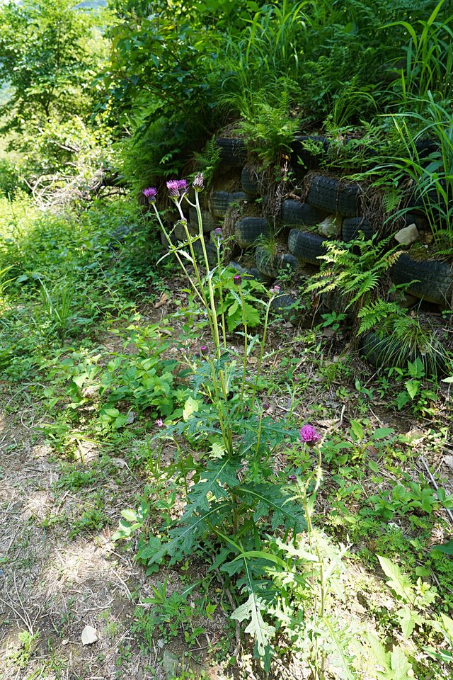 b-DSC07521.JPG