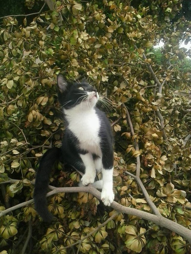 Gatito (191).jpg