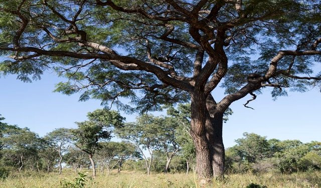 Kiaat Tree.jpg