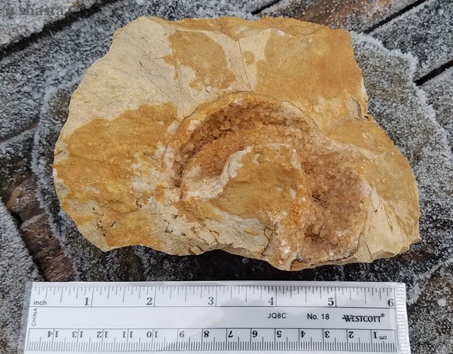 shasta2018dec6th47ammonite3io.jpg