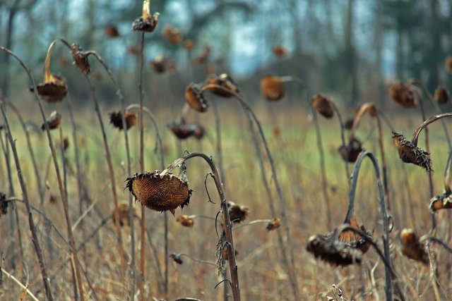 sunflower-field-4048169_1920.jpg