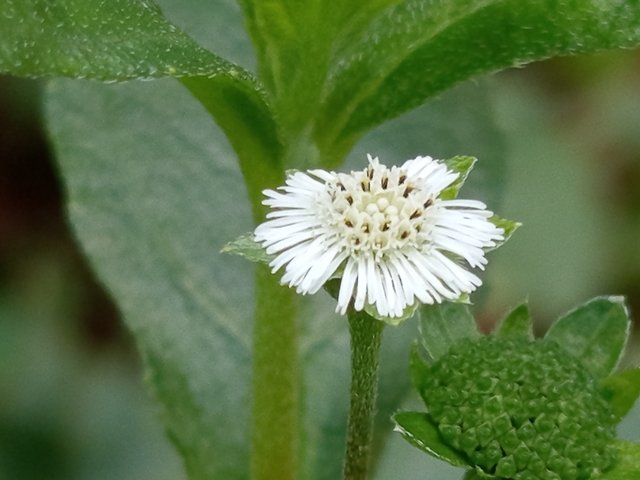 flower (3).jpg