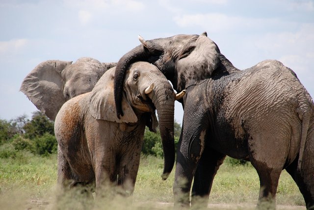 elephants-466602_1280.jpg