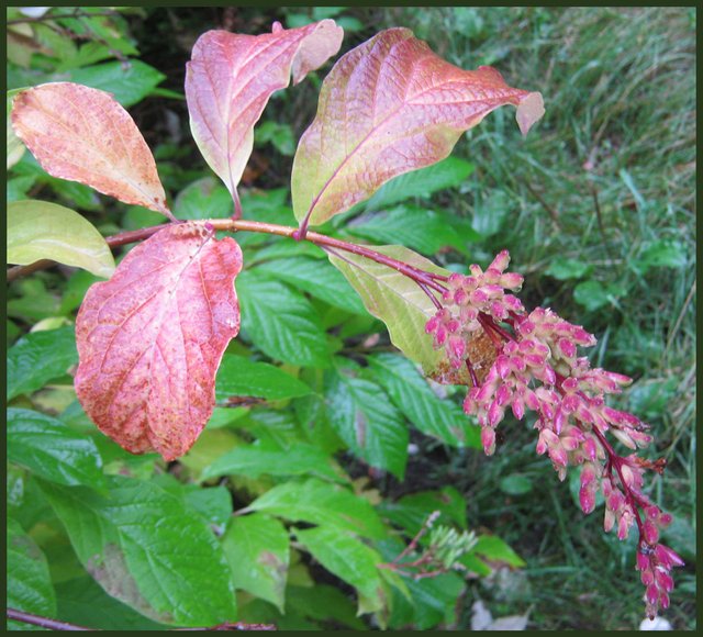 red fall colors showing in lilac leaves and seeds.JPG