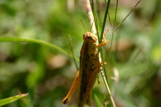 grasshopper close no edit.jpg
