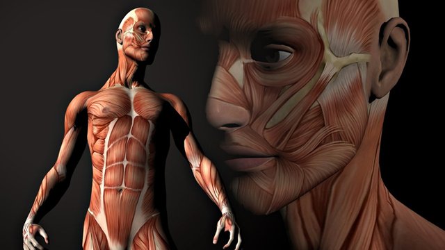 human-body-featured-700-x-350.jpg