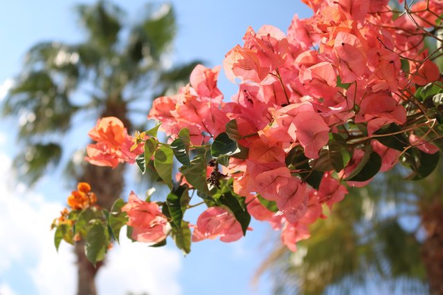 bougainvillea-1696303_1280.jpg