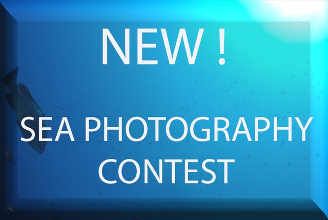 photo contest.jpg