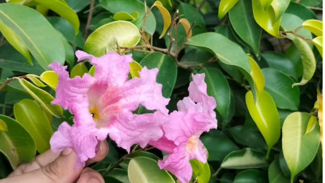 Untitled design (38).png