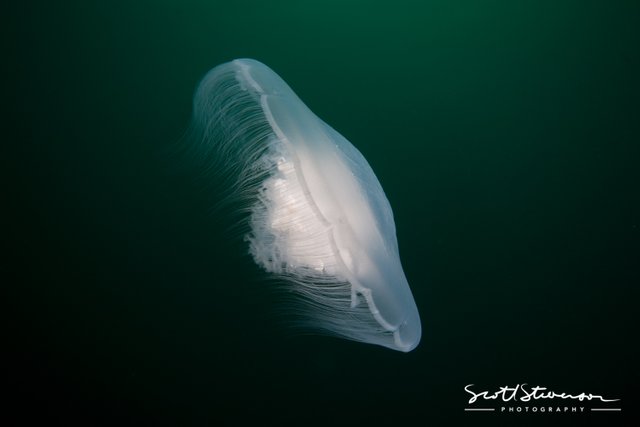 Moon Jellyfish-1.jpg