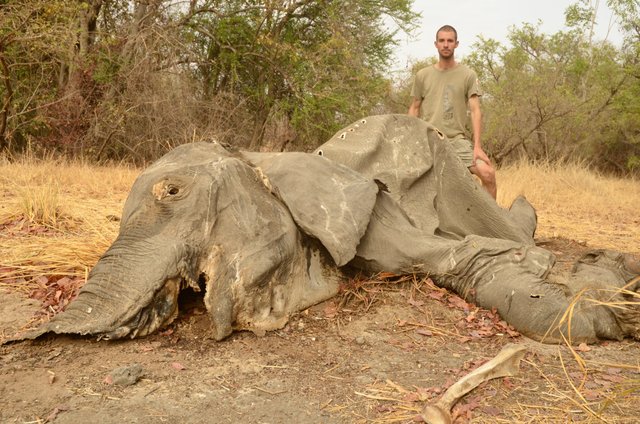 1.28 Poaching,five month old carcass ,Arthur,Chad,2017.jpg