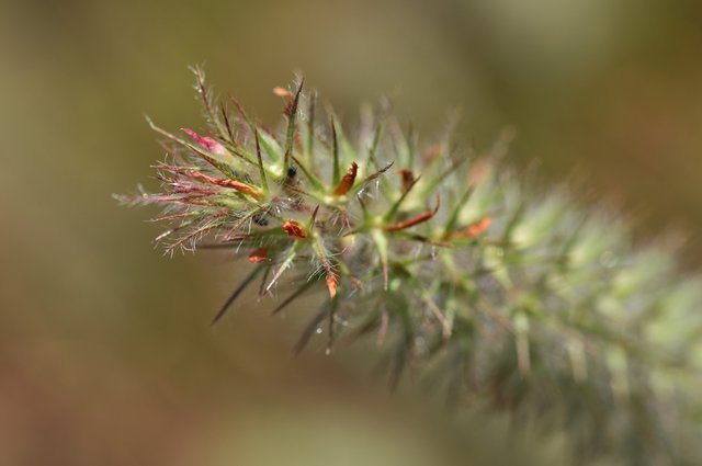 drystuff Trifolium angustifolium 1.jpg