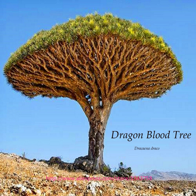 Dragon Tree Steemit