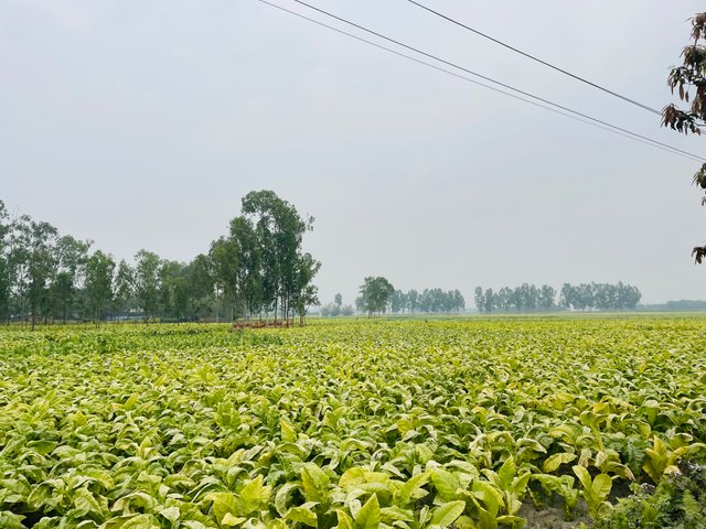 IMG_9241.jpeg