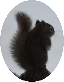 real squirrel.png